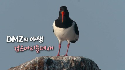 [DMZ의 야생] 검은머리물떼새 / YTN