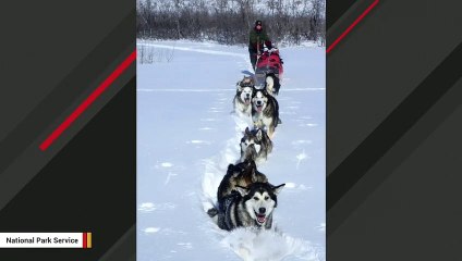 Sled Dog That Ran Over 10,000 Miles Is Retiring