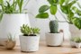 The Easiest Succulents You Can Grow Indoors