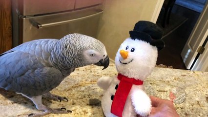Dancing parrot and snowman have some awesome moves