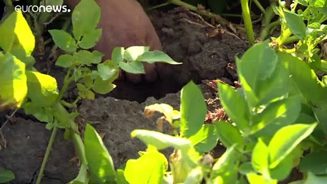 Немецкие фермеры беднеют