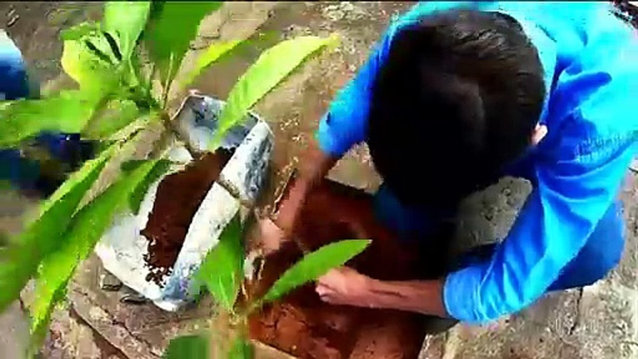 Disk Arbol-Proyecto de algunas municipalidades para fomentar los árboles en las ciudades