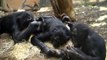 Psychologist Observes Chimpanzee Duo Dancing In Behavior Never Seen Before