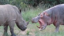 El hipopótamo mata al rinoceronte por beber en su charca