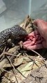 Lizard Tries to Chomp Fingers