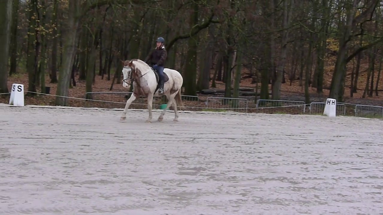 dressage