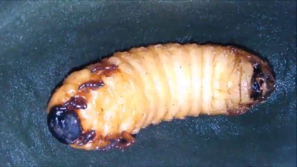 Suivez l'évolution de cette larve de scarabée