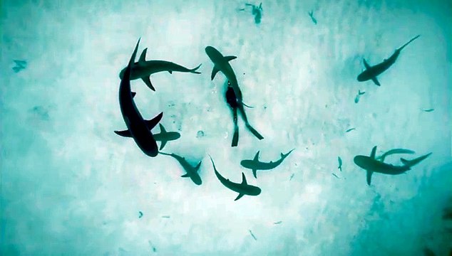 Ce plongeur couché au fond de la mer est entouré de requins