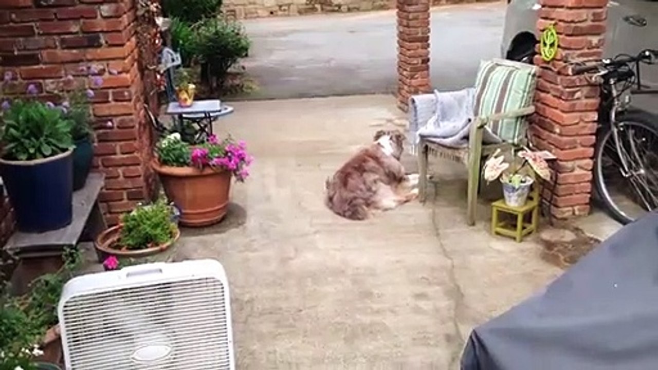 Un oiseau vraiment pas peureux vient voler des poils sur ce chien pour faire son nid