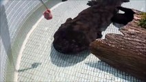 Il nourrit un animal mystérieux : salamandre géante