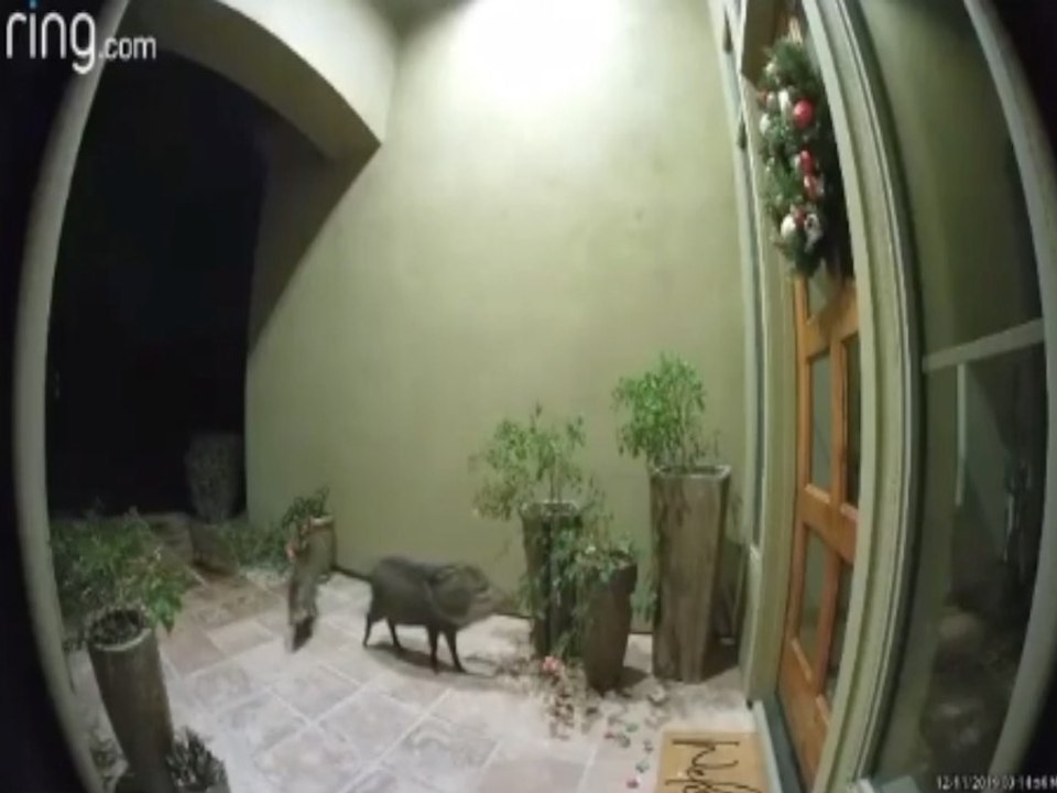 KEEP YOUR DISTANCE! Javelina found in North Scottsdale - ABC15 Digital