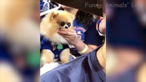 Funniest  Cats and  Dogs - Awesome Funny Pet Animals