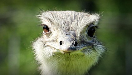 Bulos: 10 mitos falsos sobre animales