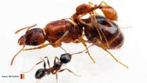 'Rodeo' Ants Discovered In Texas