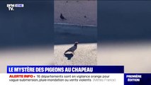 À Las Vegas, le mystère des pigeons portant des chapeaux de cowboy