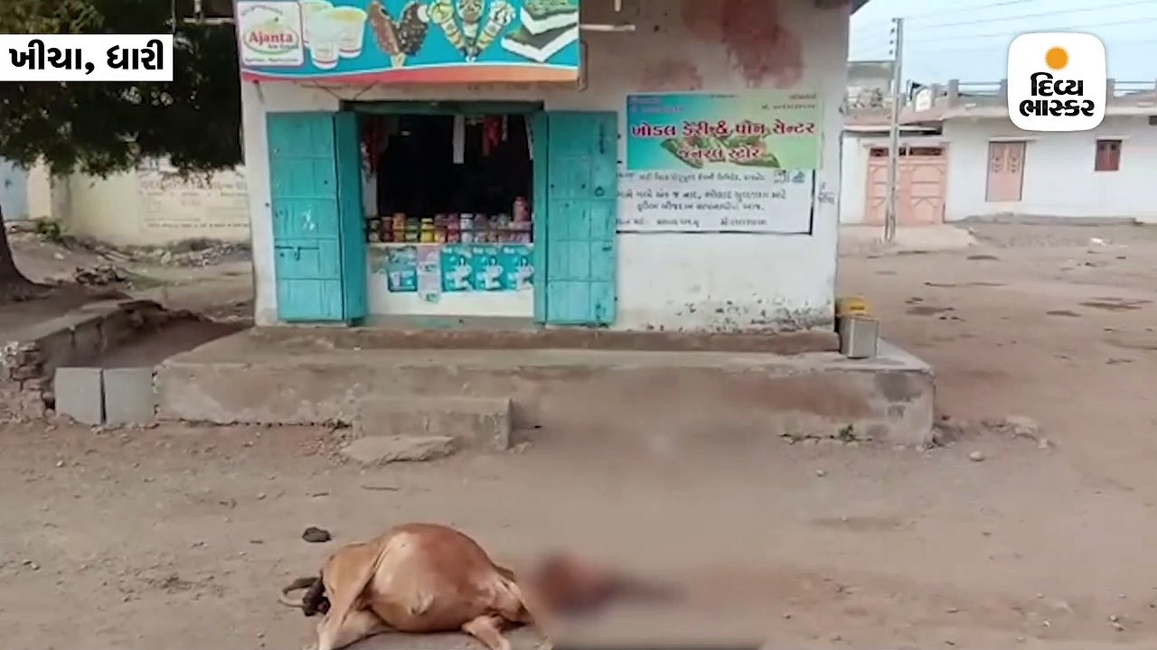 ધારીના ખીચા ગામે વહેલી સવારે 4 સાવજ ઘૂસ્યા, 4 ગ...