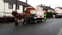 Charleville Mézières : un cheval ardennais pour la collecte des déchets