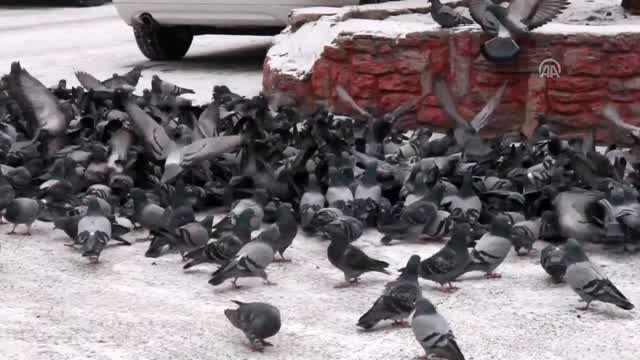 Kar yağışının ardından beyaza büründü - KARS