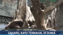 Gaharu, Kayu Termahal di Dunia
