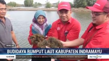 Dapat Atasi Musim Paceklik, Budidaya Rumput Laut Mulai Digandrungi di Indramayu