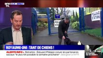 Royaume-Uni: Tant de chiens ! - 12/12