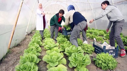 Öğrencilerin serada yetiştirdiği sebzeler okulun mutfağında tüketiliyor - ÇORUM