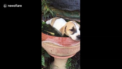 Chilled out puppy takes well-earned bath in fish basin