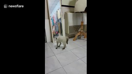 Cat freaks out at own reflection in Thailand