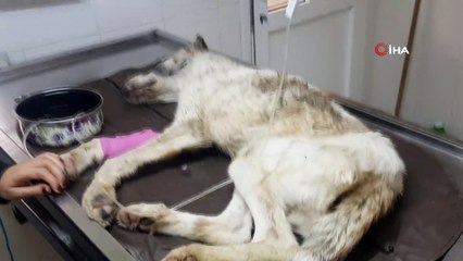 Açlıktan bitkin düşen sokak köpeğine belediye sahip çıktı