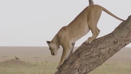 Documentales De Animales Salvajes En Español Completos