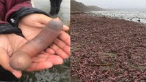 Thousands of 'Penis Fish' wash ashore on California beach