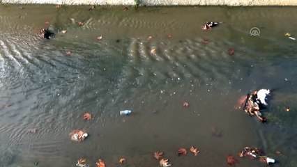 Akçakoca'da derede telef olmuş tavuklara rastlandı - DÜZCE