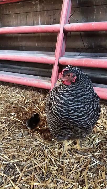 Chicken Carries Chick on Its Back