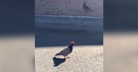 Las Vegas : une personne malintentionnée s'amuse à coller des chapeaux de cow-boy sur la tête de pigeons
