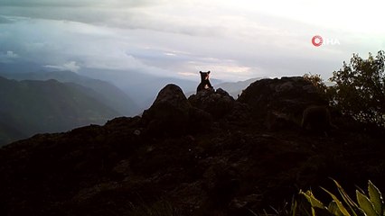 Ayı ailesi fotokapana takıldı