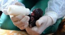 Mersin'de bir köpek sezaryenle 16 yavru doğurdu