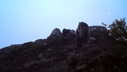DKMP yaban hayatını foto kapanlarla kayıt altına alıyor