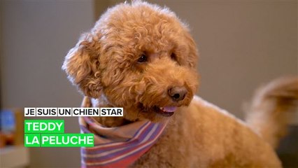 Je suis un animal de compagnie célèbre !