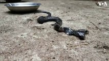 Encuentran una cobra de dos cabezas en la India y los aldeanos rehúsan entregarla a las autoridades por sus creencias mitológicas