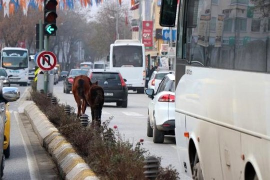 Edirne'de başı boş atlar trafiği karıştırdı