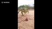 Chameleon slowly edging towards camera in South Africa shows the speed their eyes move