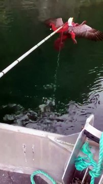 Göklerin hakimi Kartal avcıyken, av oldu! İnanılmaz görüntüler