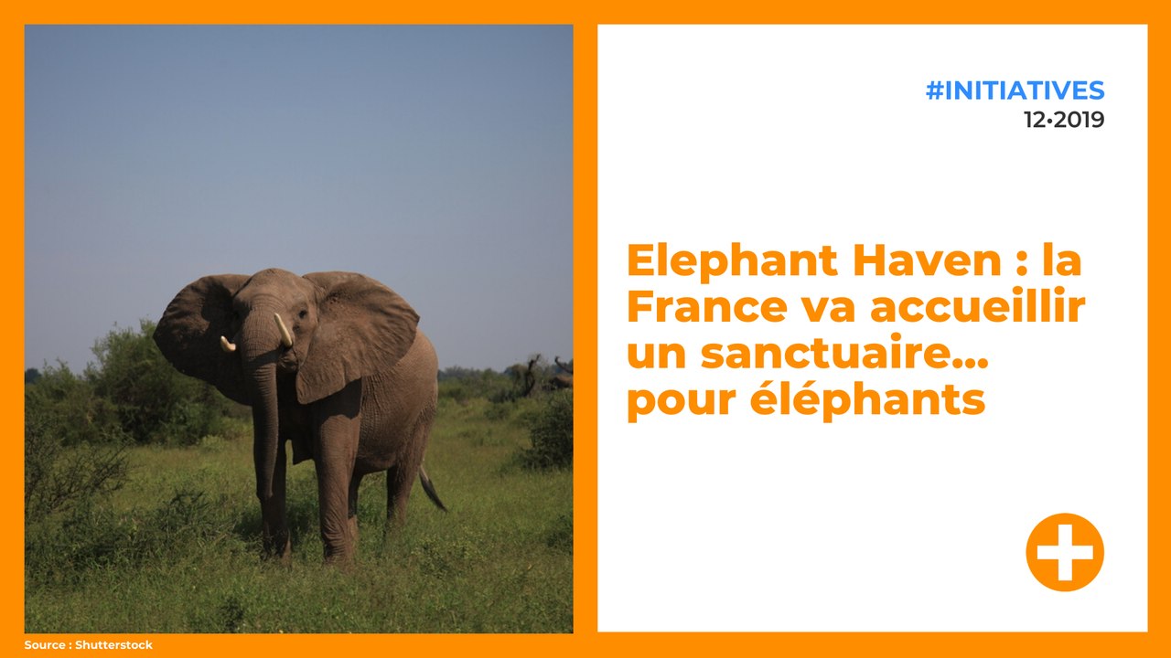 Elephant Haven : la France va accueillir un sanctuaire... pour éléphants