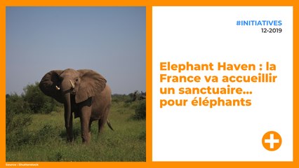 Elephant Haven : la France va accueillir un sanctuaire... pour éléphants