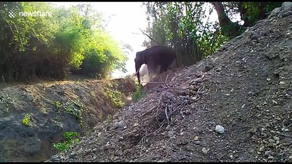 Clever Indian elephant crosses security trench outsmarting forest officials