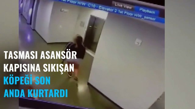 Tasması asansör kapısına sıkışan köpeği böyle kurtardı