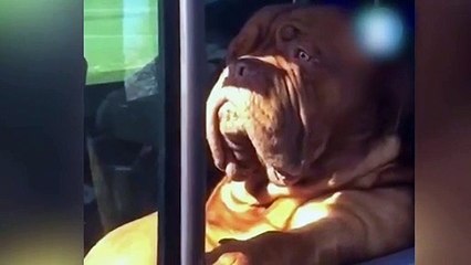 İlginç surat ifadeleriyle kameraya yakalanan köpeklerin gülümseten görüntüleri
