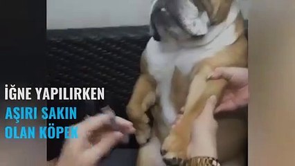 İğne yapılırken aşırı sakin olan köpek