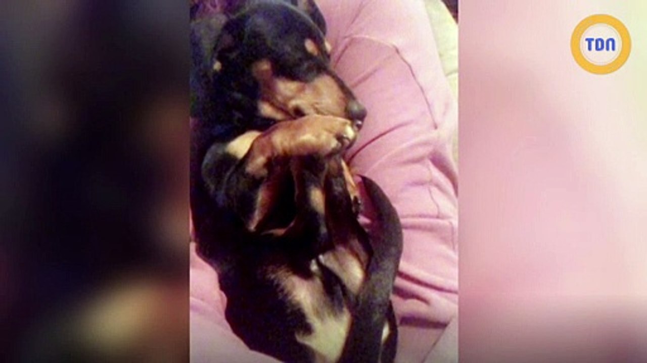 Le vétérinaire euthanasie son chien sans son accord