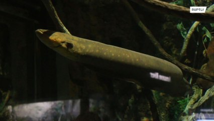 Electric eel Miguel Watson is being an extra flashy fish, lights up Christmas tree from his tank